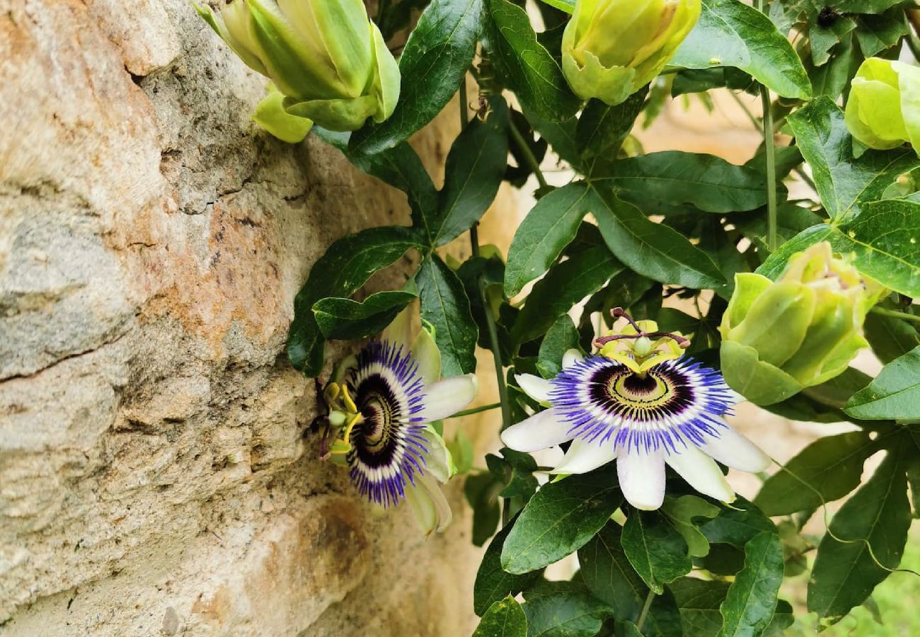 Ferienwohnung in Montagut i Oix - Can Blanc de Montagut, Dalt