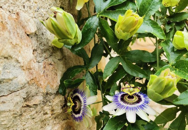 Apartment in Montagut i Oix - Can Blanc de Montagut, Dalt Apartment in Montagut i Oix - Can Blanc de Montagut, Dalt