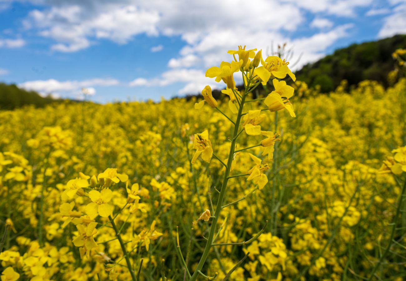 Country house in Sant Esteve d'en Bas - Majordoms Famada