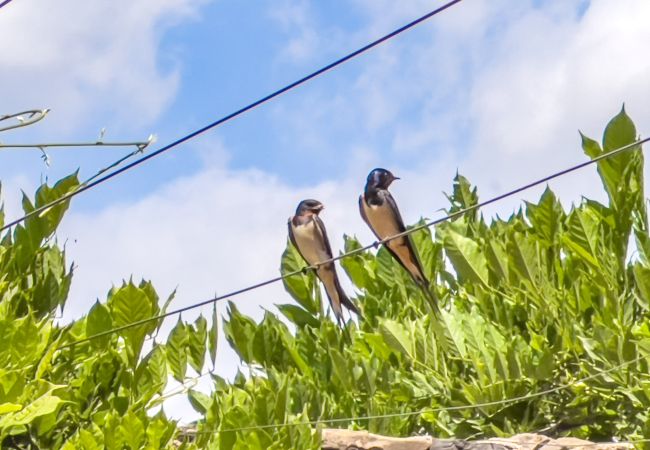 Casa rural en Montagut i Oix - Can Riera de Montagut 7 Casa rural en Montagut i Oix - Can Riera de Montagut 7