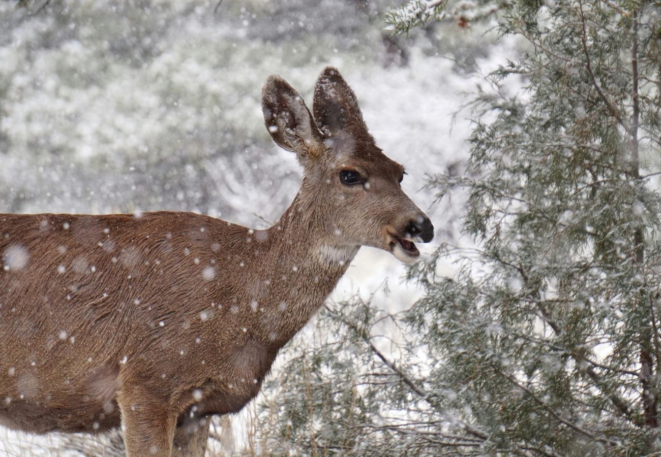 Finca in Sant Hilari Sacalm - Castell de Villavecchia - 33 pax